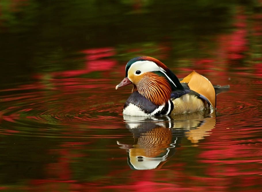 Beige Black Mandarin Duck on Red Waters during Daytime, animal HD wallpaper