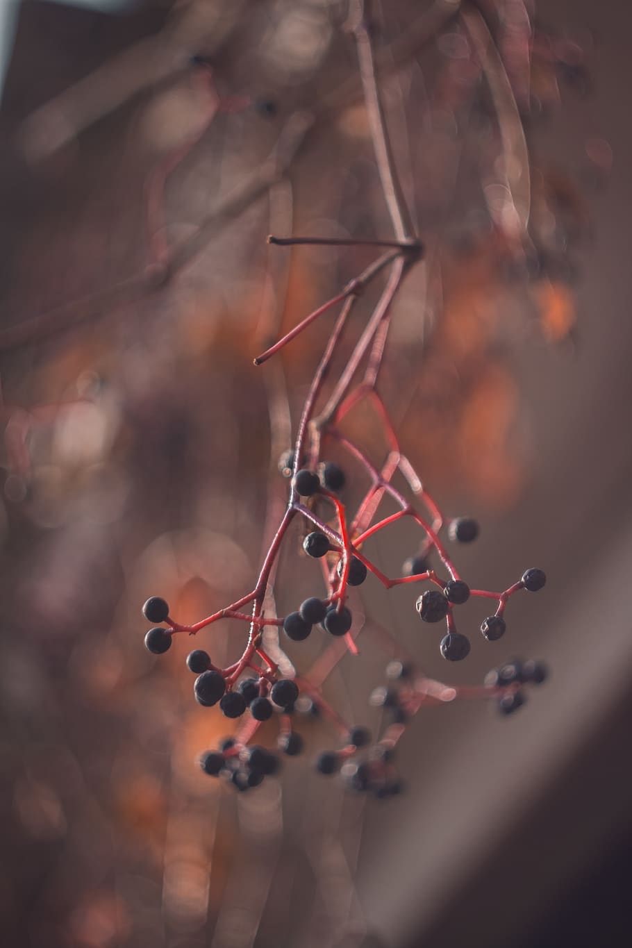 Selective Focus Photography of Seeds of Flower, berry, fruit HD wallpaper