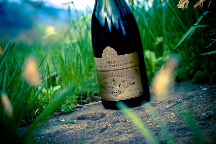 champagne, bottle, communication, selective focus, plant, text HD wallpaper