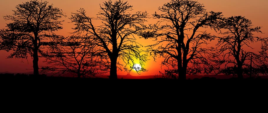 sunset, trees, nature, landscape, evening, orange, twilight HD wallpaper