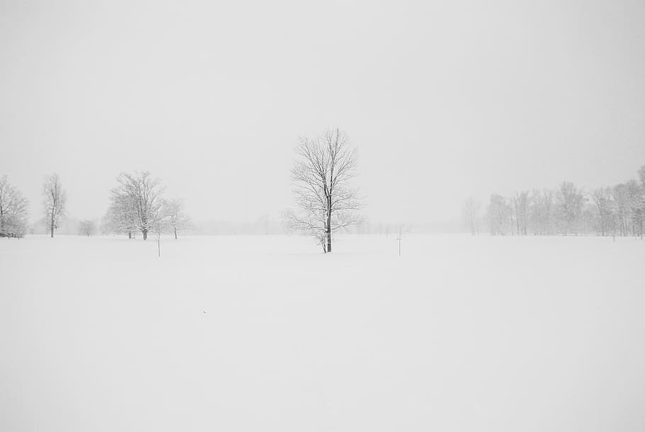 Photography of Leafless Tree Surrounded by Snow, branches, cold HD wallpaper