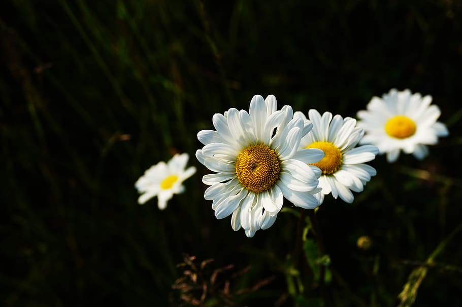 Four White Daisy Flowers, bloom, blooming, blossom, blur, chamomile HD wallpaper