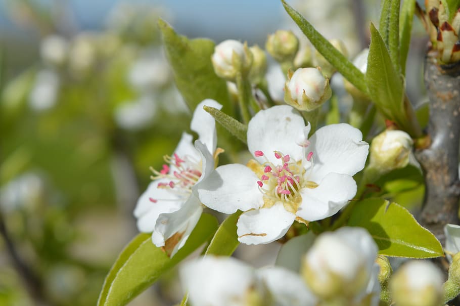 spain, galicia, plant, flower, flowering plant, freshness, beauty in nature HD wallpaper