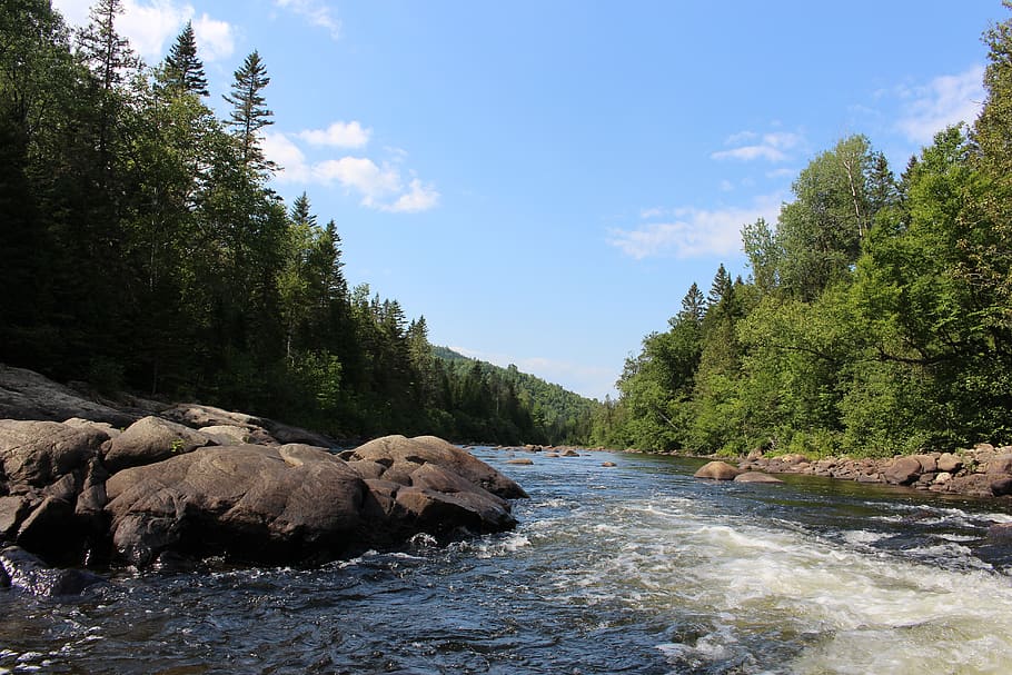 river, forest, canada, water, tree, beauty in nature, rock HD wallpaper