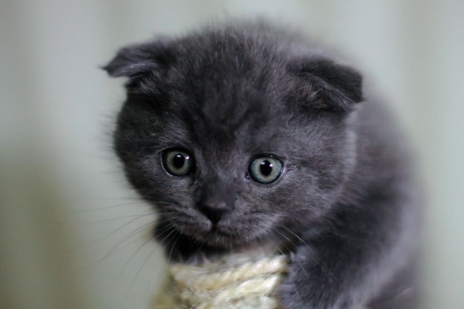 kitten, cat, british cat, animals, pet, cute, grey, kittens, HD wallpaper