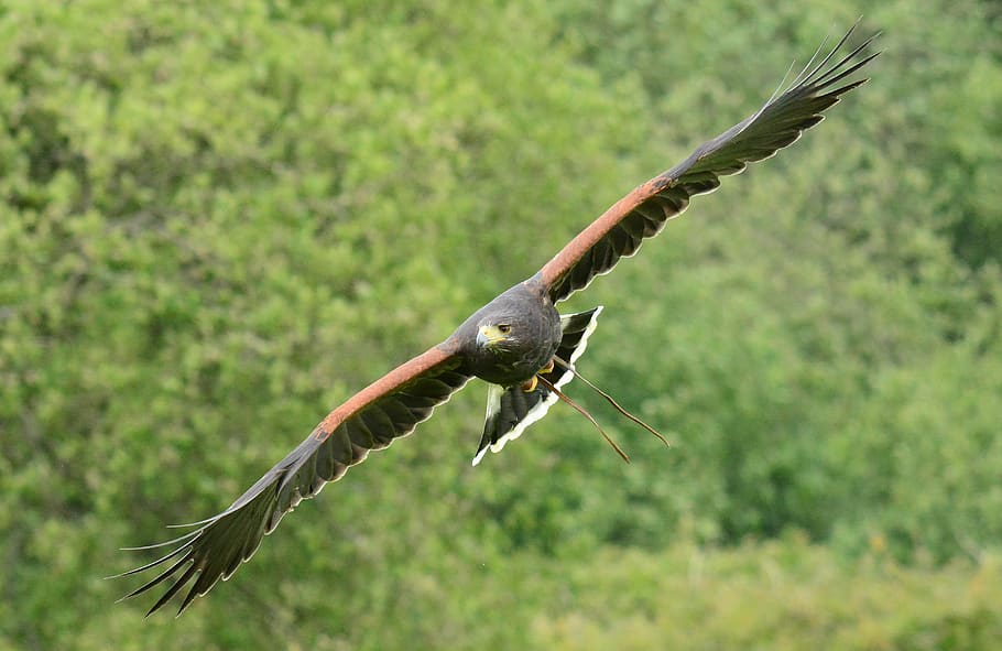 harris, hawk, flying, bird, beak, hunt, predator, raptor, nature HD wallpaper