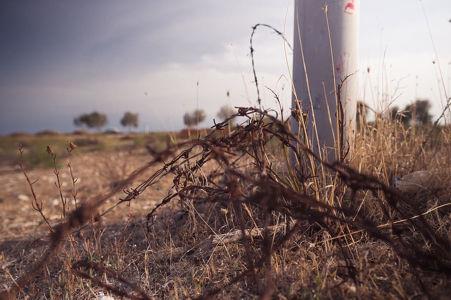 barbed, wire, security, fence, barrier, caution, plant, field HD wallpaper