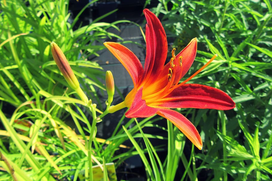 red lily, bloom, flower, pollen, vegetable, daylily, summer HD wallpaper