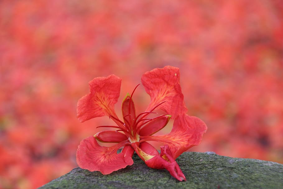 phoenix flower, red flower, graduation flowers, flaming, flowering plant, HD wallpaper