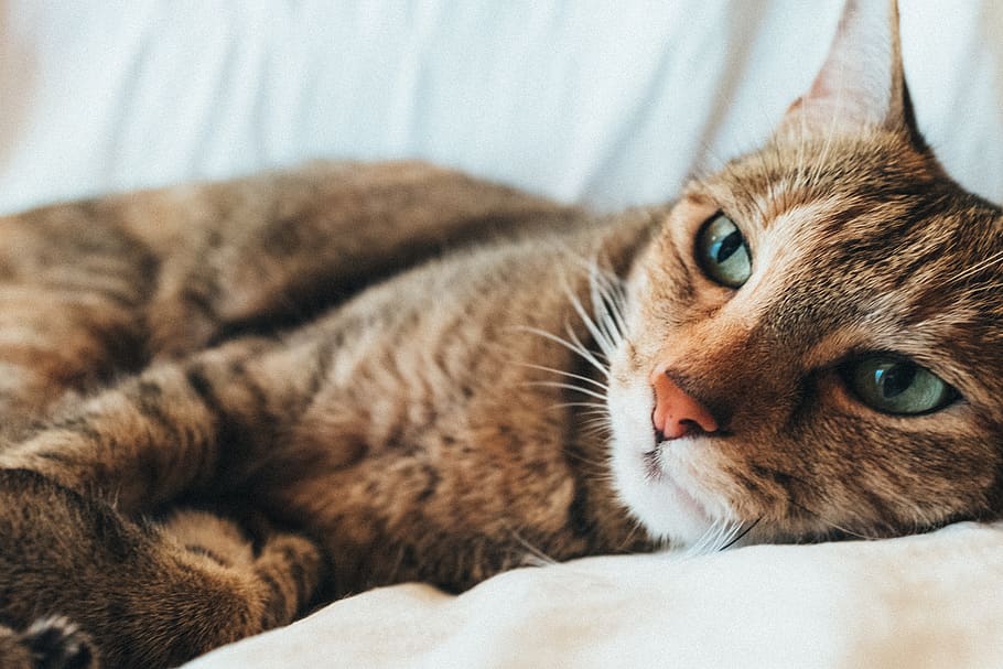 grey tabby cat lying on white textile, pet, animal, abyssinian HD wallpaper