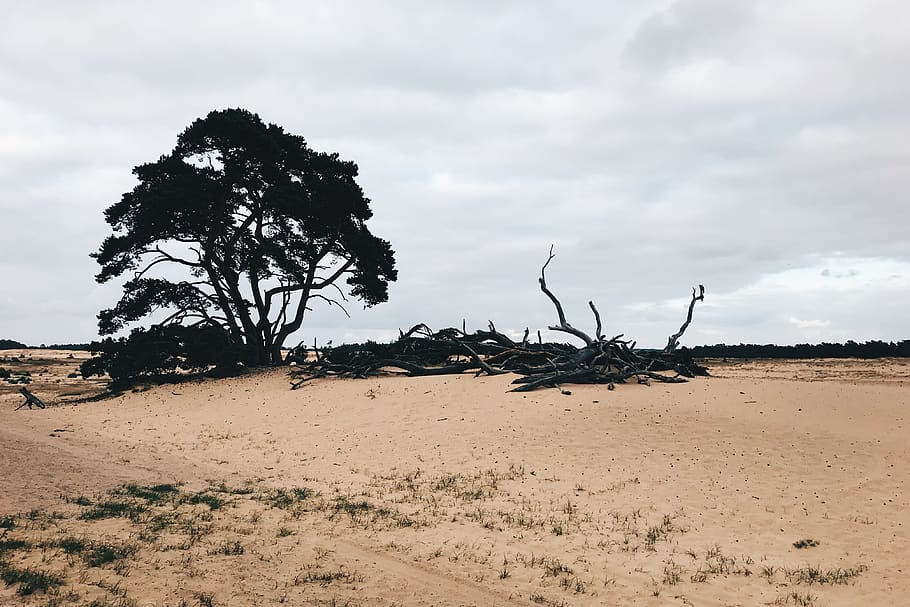 netherlands, otterlo, unnamed road, tree, amsterdam, sand, sky, HD wallpaper