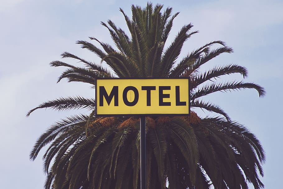 Motel Signage in Front of Tree during Day, beach, coconut, dawn HD wallpaper