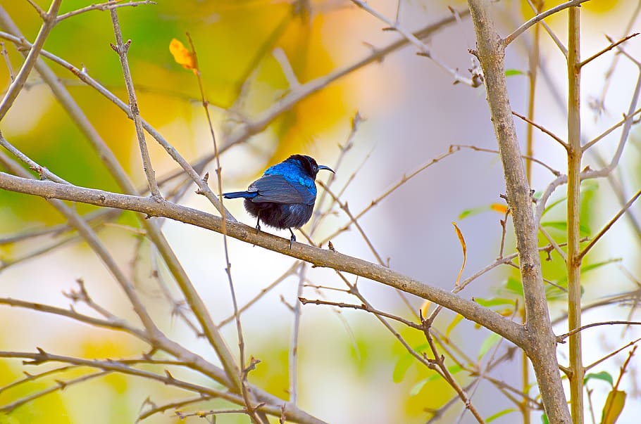 bird, wildlife, nature, tree, outdoors, wing, park, leaf, feather HD wallpaper
