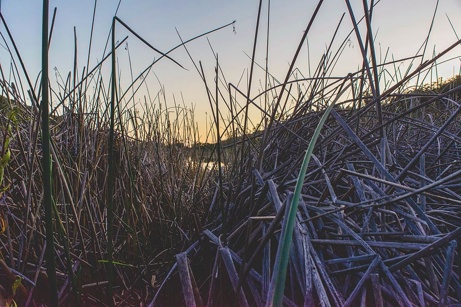 lake, field, tall, grass, tall grass, sunset, golden, hour HD wallpaper