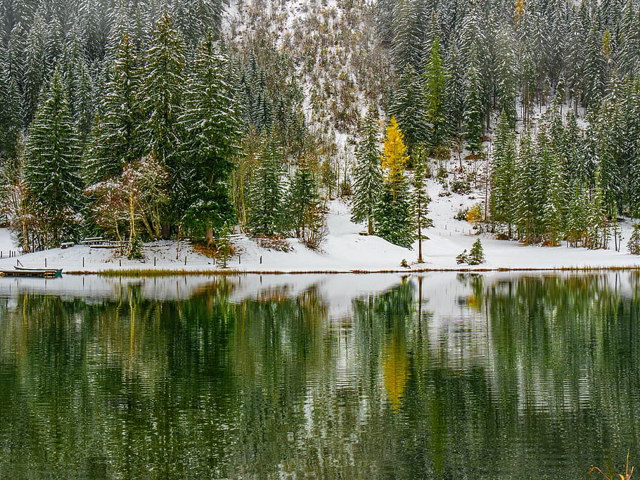landscape, forest, trees, lake, mirroring, plant, beauty in nature HD wallpaper