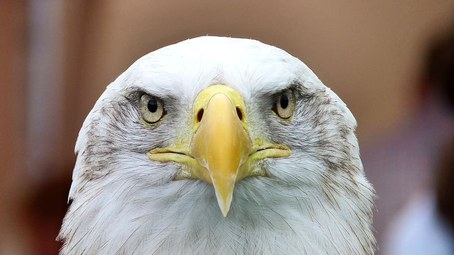 White and Yellow Bird Shallow Focus Photography, animal, close-up HD wallpaper