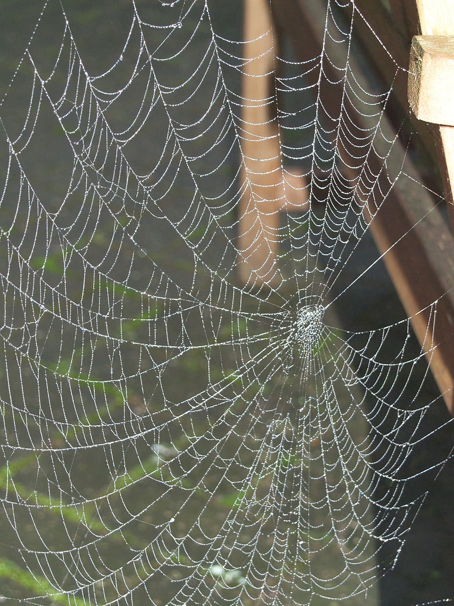 spider web, cobweb, dew, spiderweb, dewdrop, nature, insect HD wallpaper