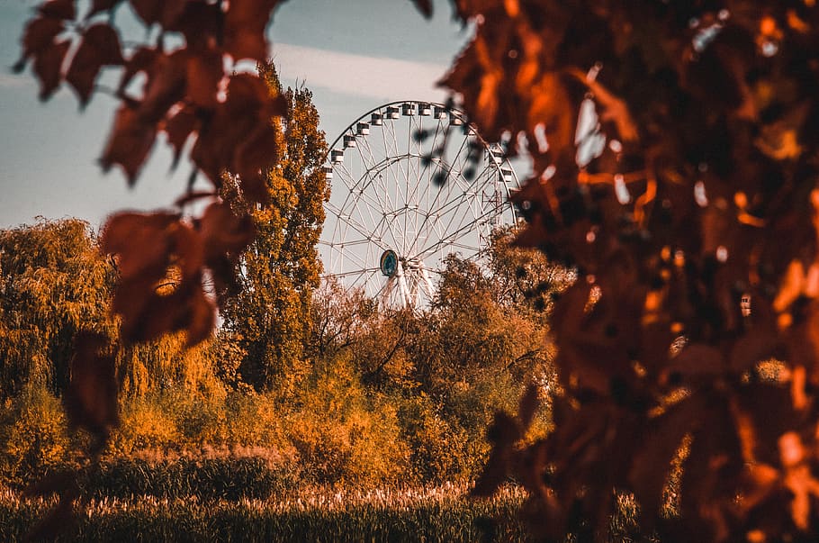 autumn, forest, delta, carousel, leaves, tree, nature, plant HD wallpaper