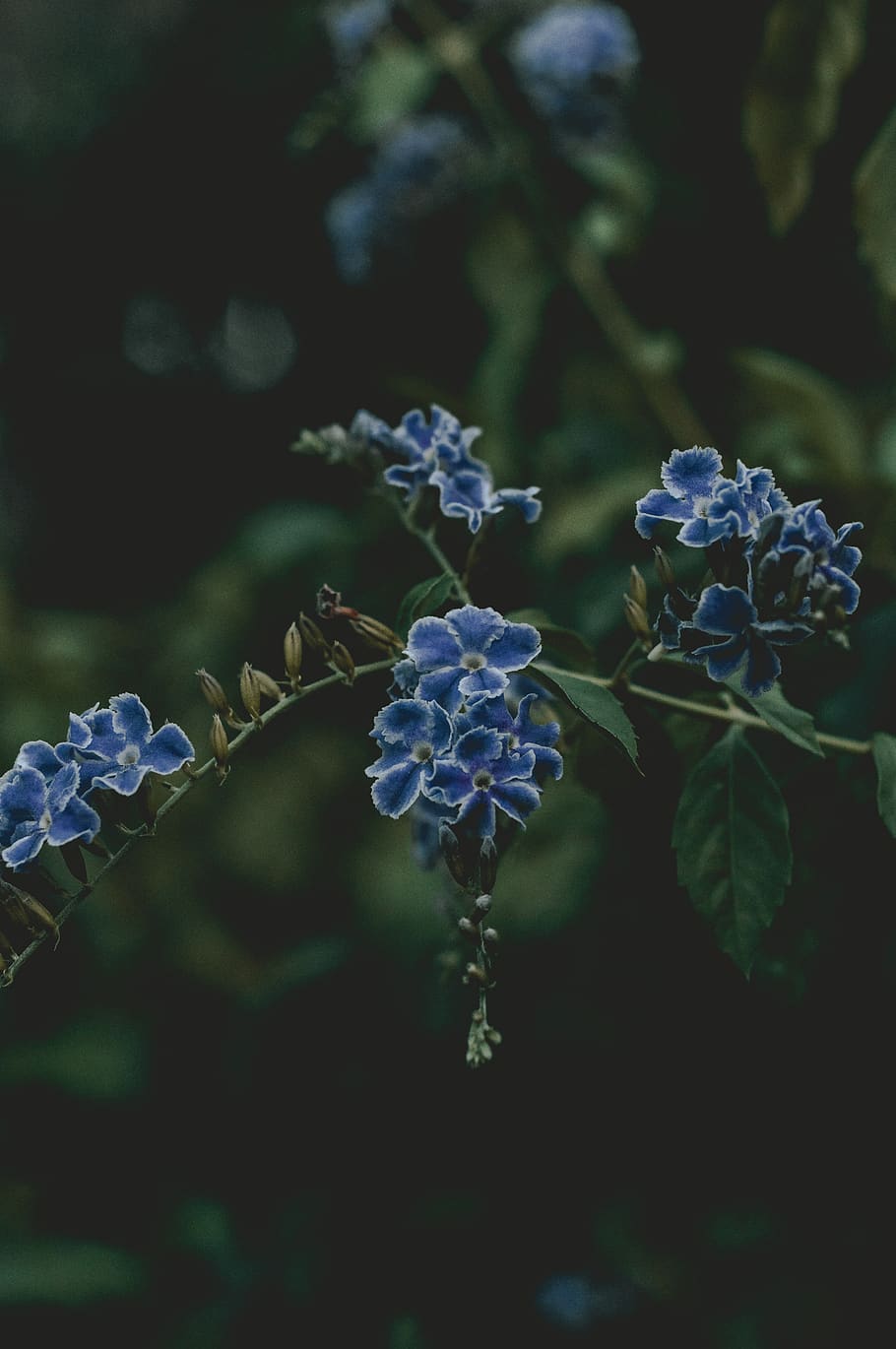 philippines, forest, nature, moody, flower, blue, leaves, green HD wallpaper