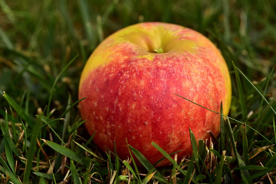 apple, meadow, fruit, nature, healthy, grass, orchard, windfall HD wallpaper