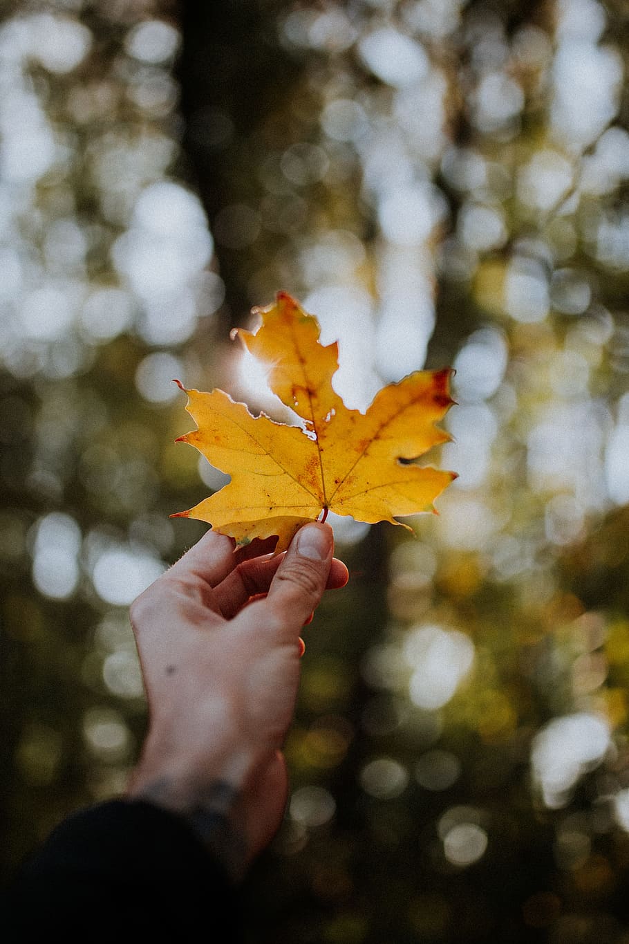 person holding maple leaf with bokeh lights, autumn, fall, leafe HD wallpaper