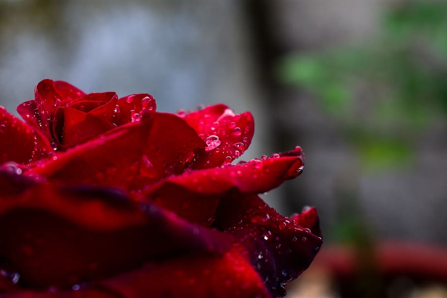 rosa, flower, red, freshness, close-up, beauty in nature, focus on foreground HD wallpaper