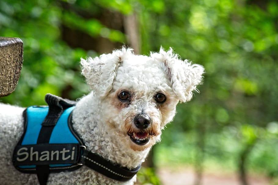 dog, bichon frise, animal, white, pet, portrait, close up, animal portrait, HD wallpaper