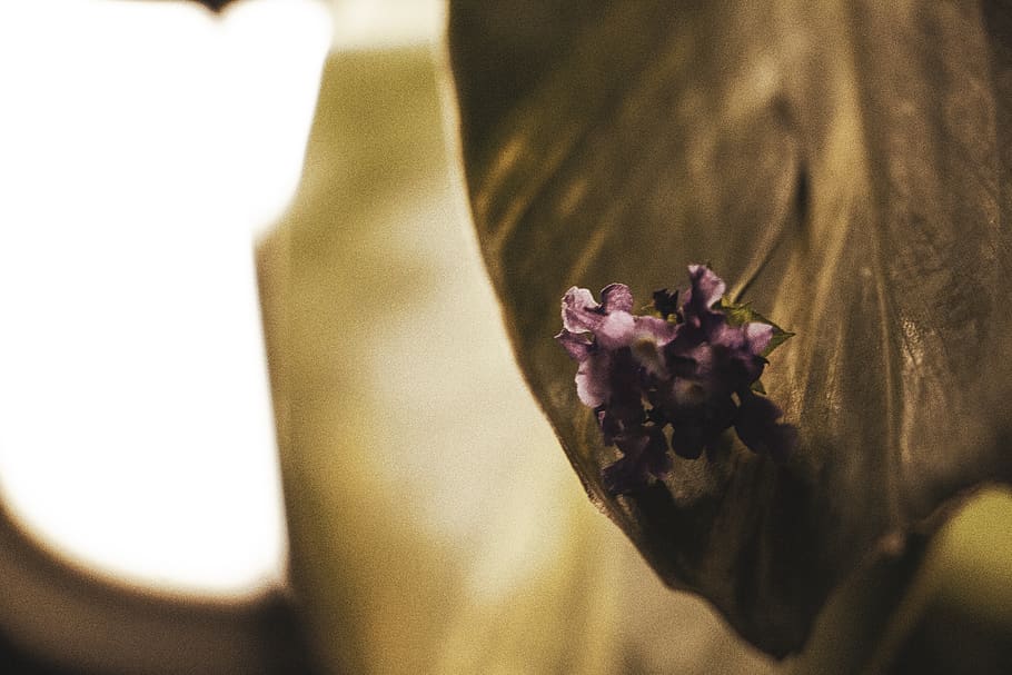 flower, flowering plant, fragility, freshness, vulnerability HD wallpaper