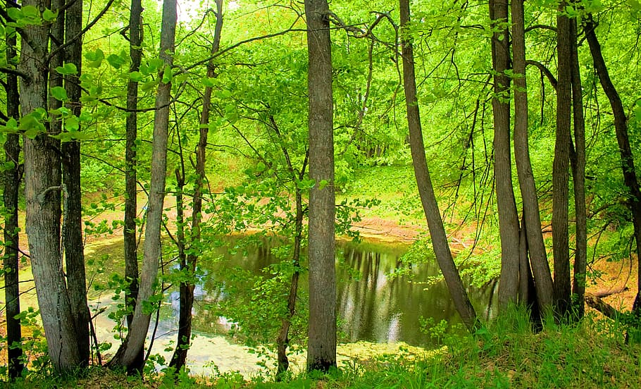 con2011, nature, scene, bog, forest, tree, plant, beauty in nature HD wallpaper