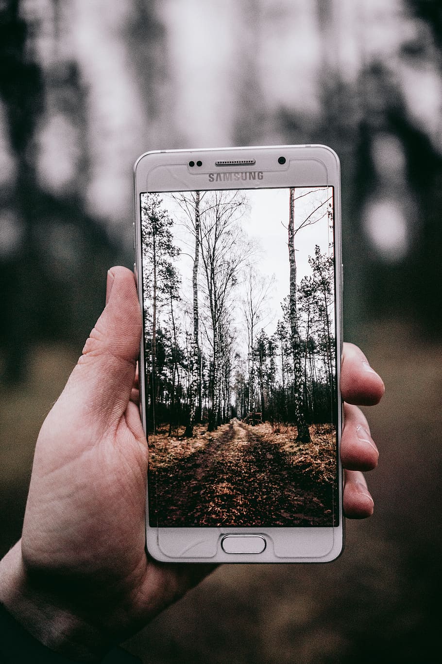 poland, burkat, hand, mood, summer, 4k, passion, wood, woods HD wallpaper