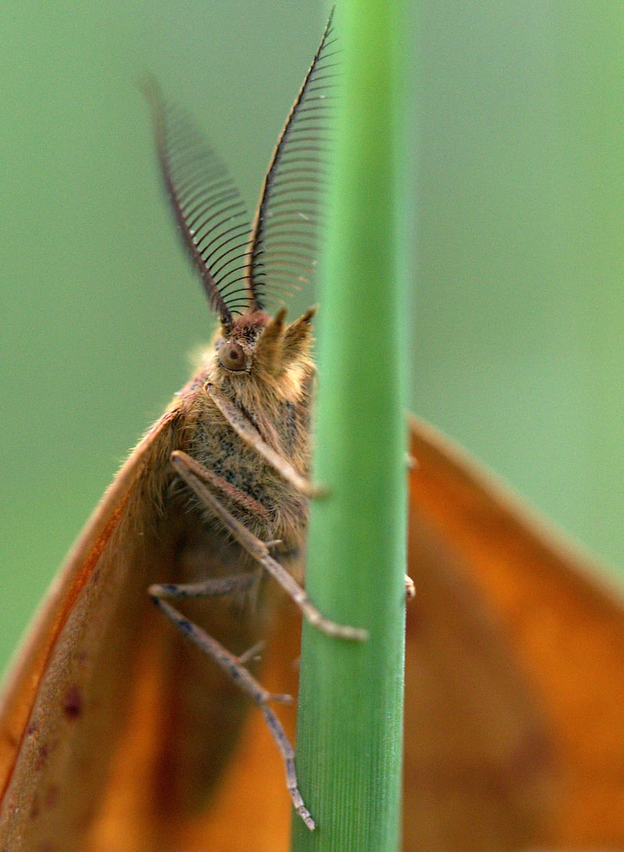 butterfly, red, brown, insect, grass, wing, invertebrate, animal wildlife HD wallpaper