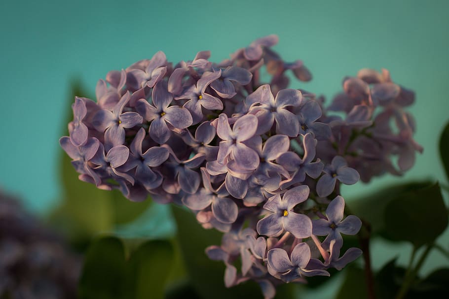 lilac, macro, fresh, flower, nature, fragrance, garden, blooming HD wallpaper