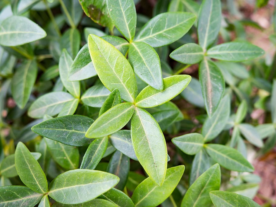 Leaves, Macro, Nature, Summer, bush, focus, green, repetition HD wallpaper