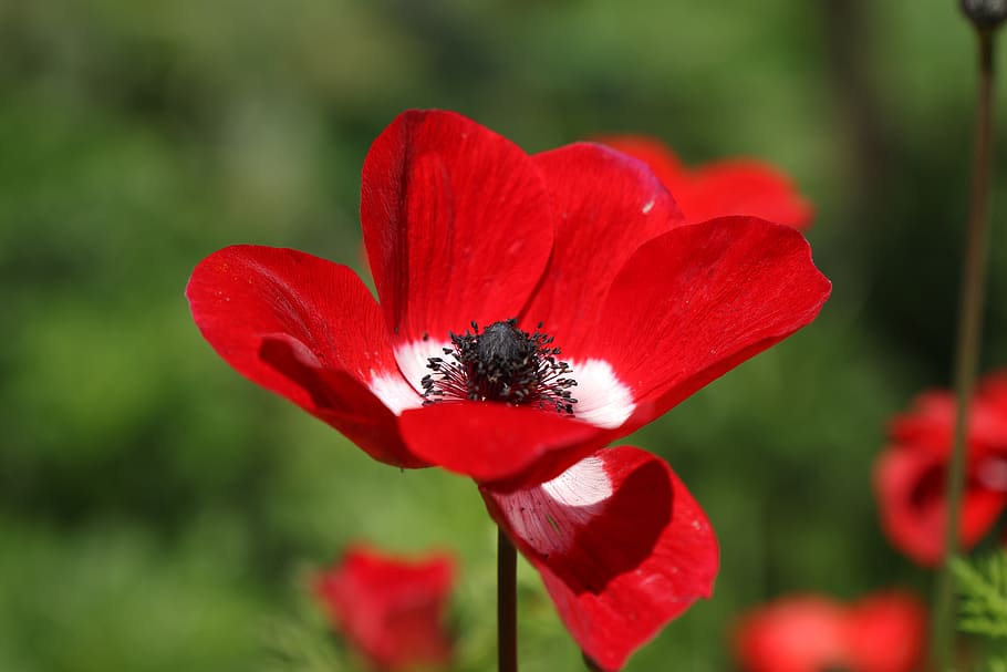flower, anemone, red, bloom, winter, field, flowering plant HD wallpaper
