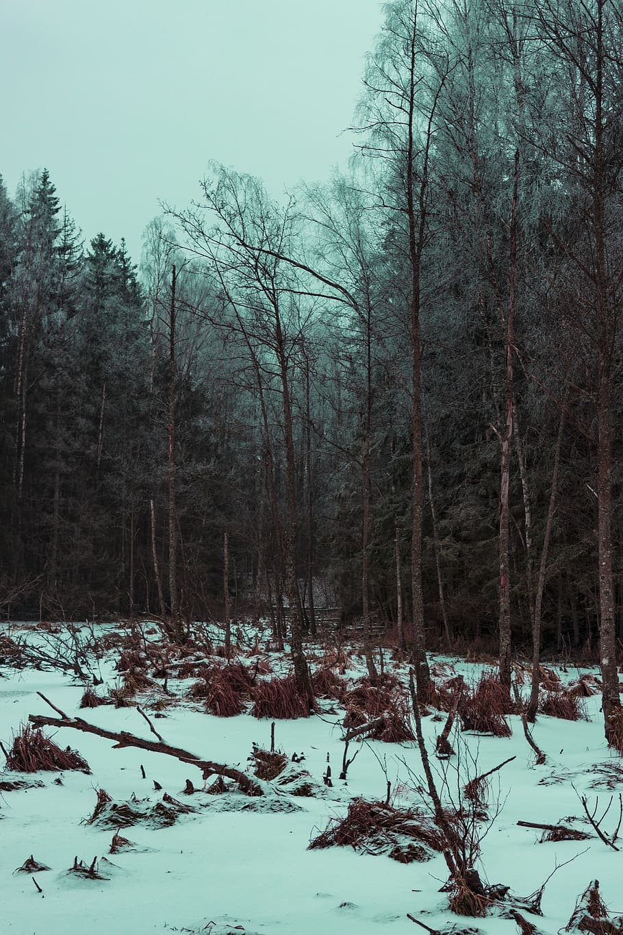 Photo of Gray Leafed Trees and Snow, branch, cold, conifer, environment HD wallpaper