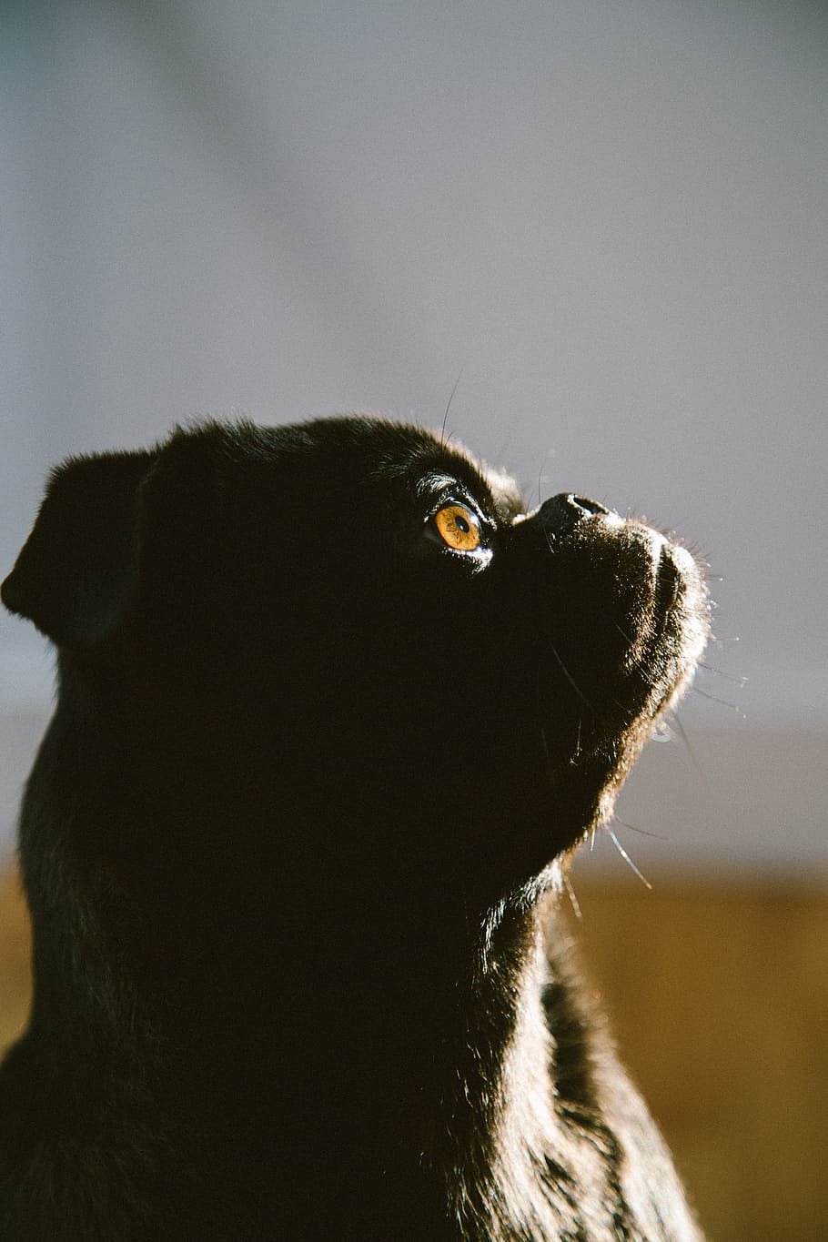 brown dog, one animal, animal themes, mammal, pets, domestic animals HD wallpaper