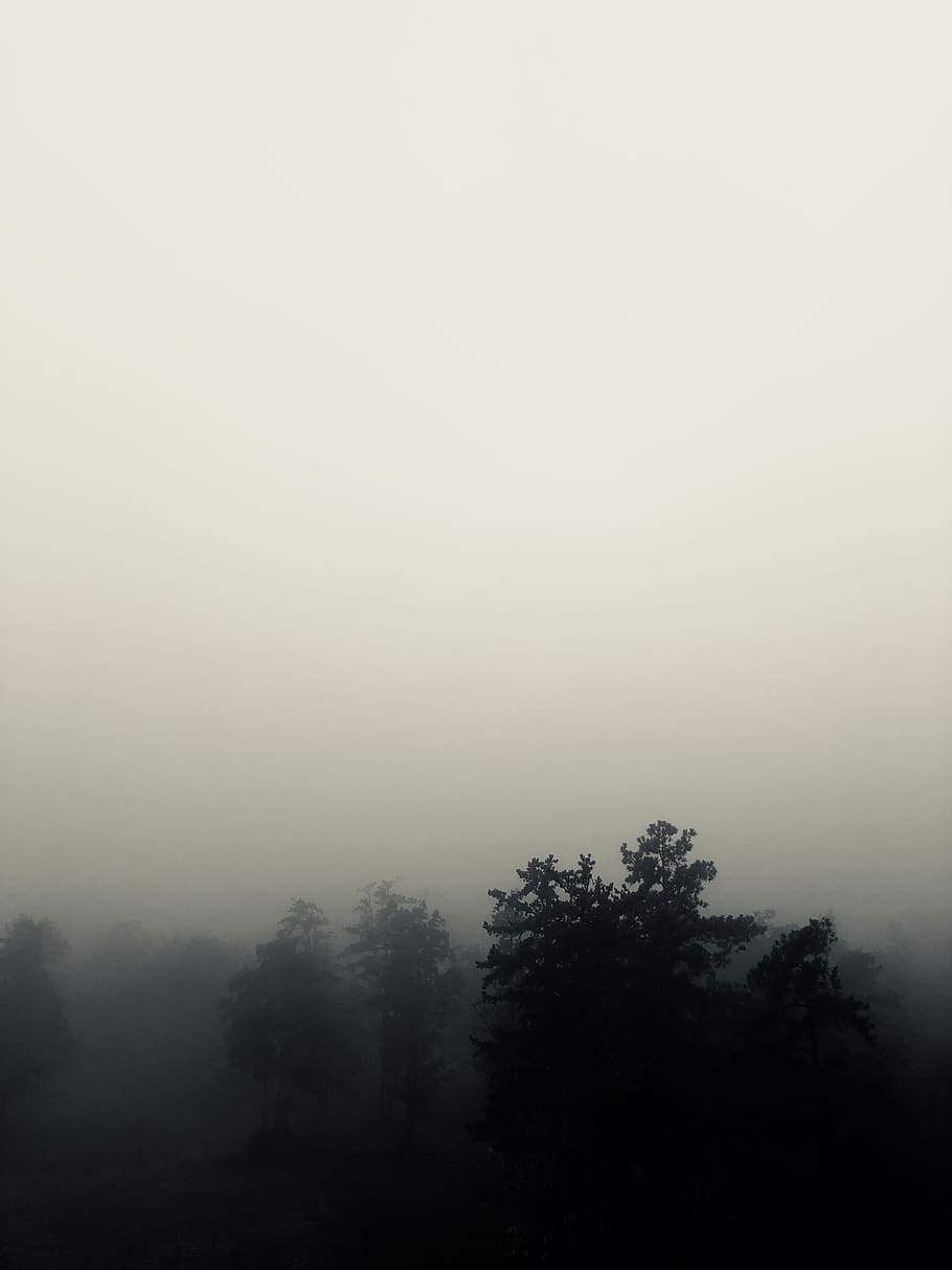 fog, mountains, trees, winter, black and white, plant, beauty in nature HD wallpaper