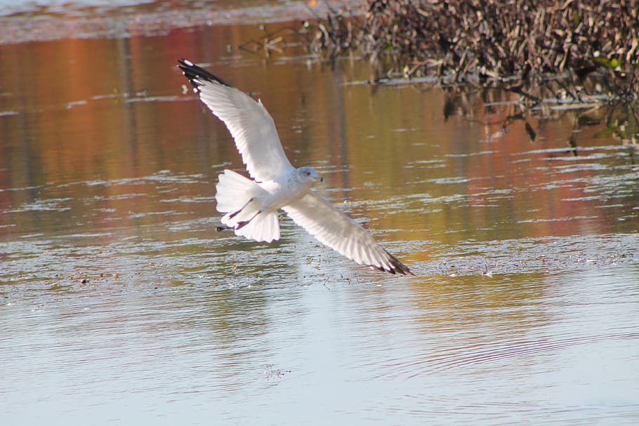 gull, seagull, lake, pond, nature, bird, flight, wings, flying HD wallpaper