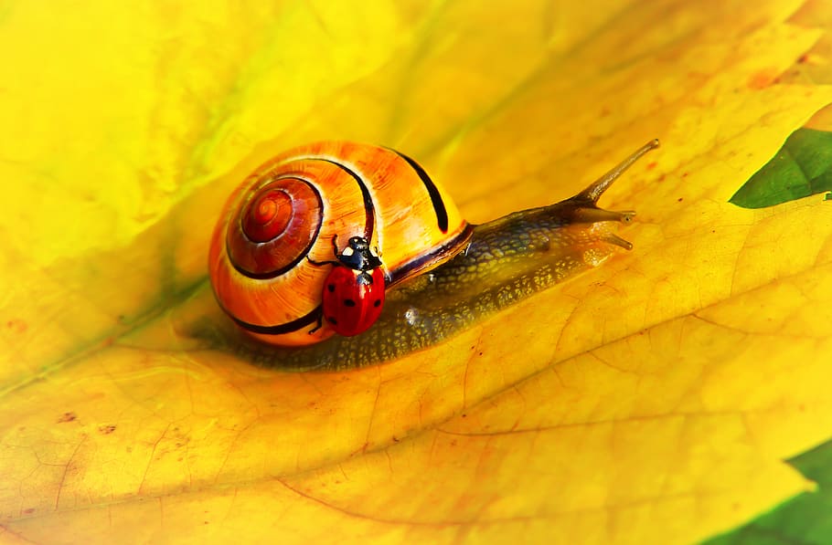 ladybug on yellow snail, insect, invertebrate, animal, leaf, ladybird HD wallpaper