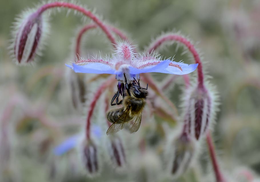 bee, flower, pollen, insects, nature, plants, nectar, pollination HD wallpaper