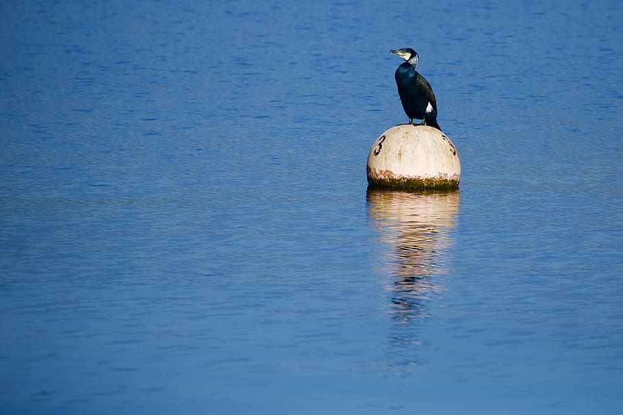 blue and black bird facing sideways, waterfowl, animal, cormorant HD wallpaper