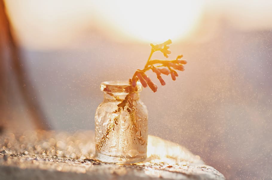 macro photography of clear glass vial on surface, flower, bottle, HD wallpaper