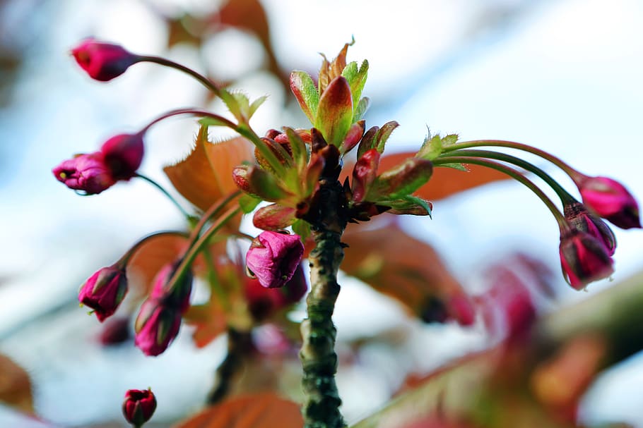 budding, spring, bloom, nature, pink, blossom, flowers, branch HD wallpaper
