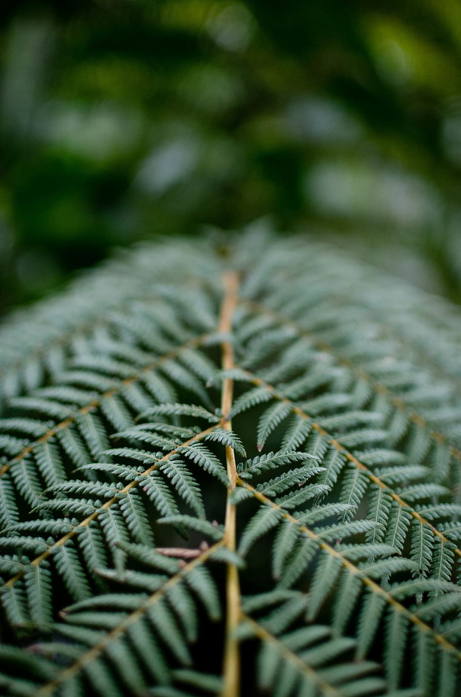 green fern, plant, snake, animal, reptile, jardin botanique, france HD wallpaper