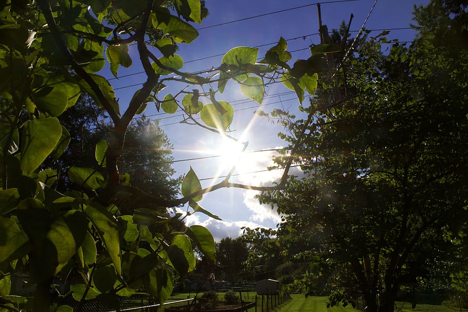 trees, sun, leaves, nature, bluesky, summer, plant, growth HD wallpaper