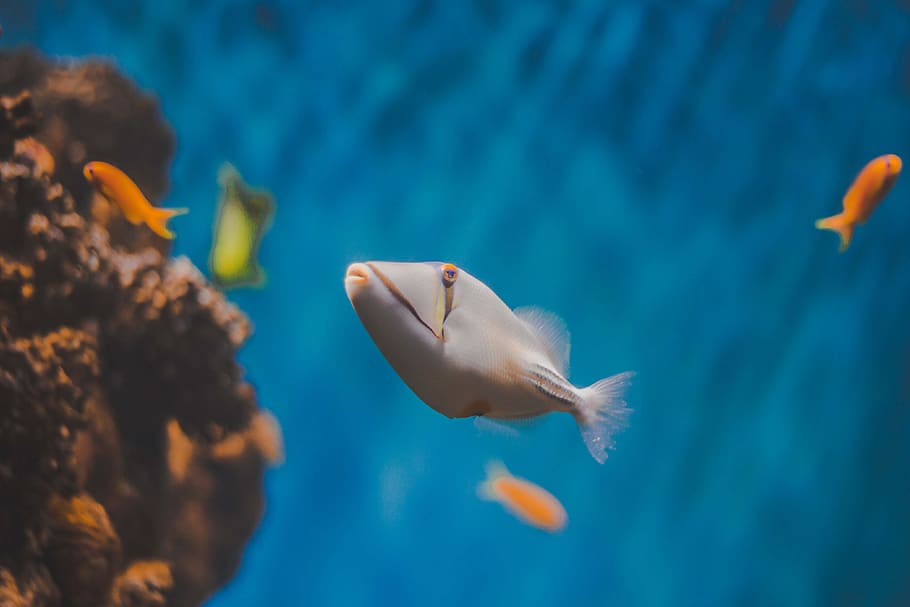 Selective Focus Photography Of White Fish, animal, aquarium, aquatic HD wallpaper
