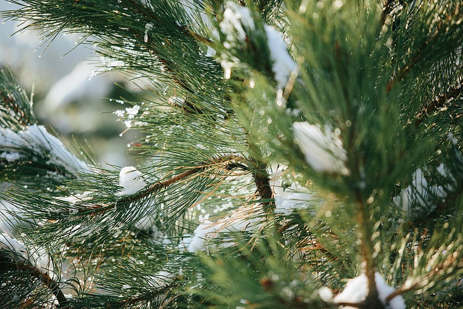 tree, plant, pine, abies, fir, conifer, spruce, winter, cold HD wallpaper
