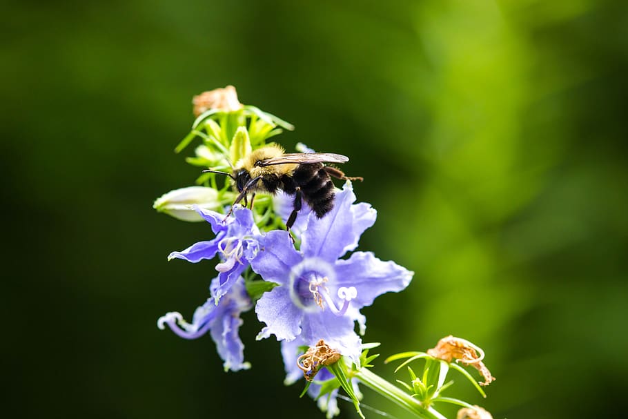 flower, green, purple, flowering plant, invertebrate, fragility HD wallpaper