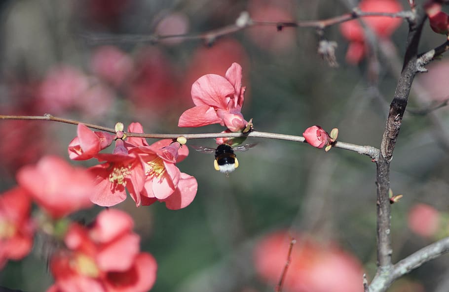 bee, insect, animal, apidae, invertebrate, plant, flower, blossom HD wallpaper