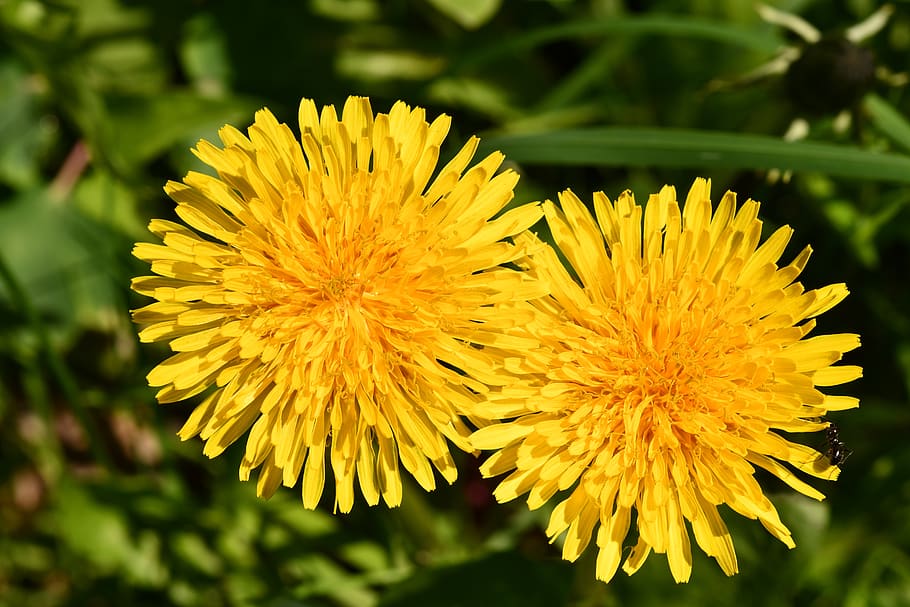 flowers, dandelion, ant, spring, yellow, starry, flowering plant HD wallpaper